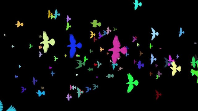 animated transition flying flock of pigeons isolate alpha