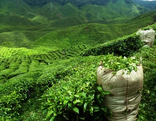 Zelfklevend Fotobehang green tea plantation landscape © santiago silver