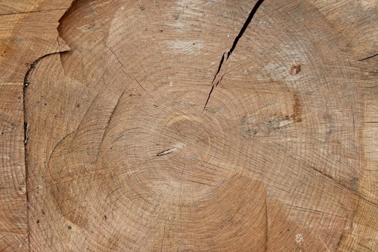 tronco di legno