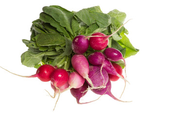 Radishes isolated on white