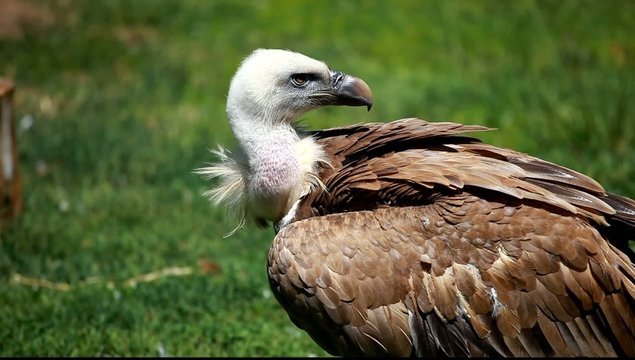 African white-backed vulture on green background
