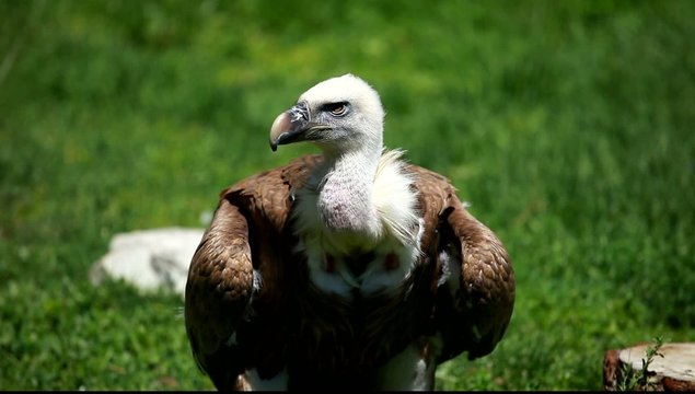 African white-backed vulture on green background