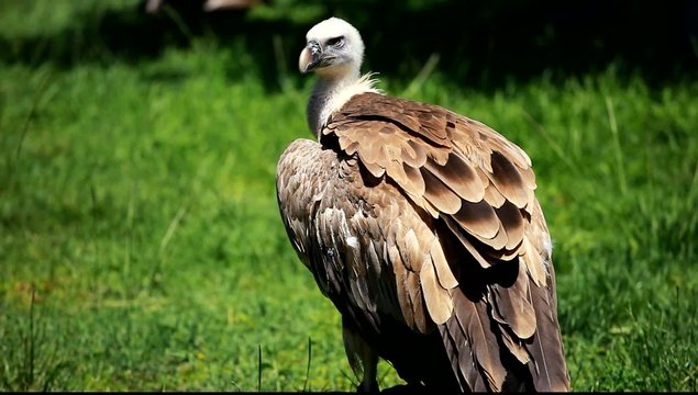 African white-backed vulture on green background