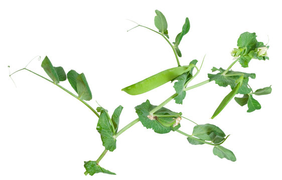 Branches of green pea on white background