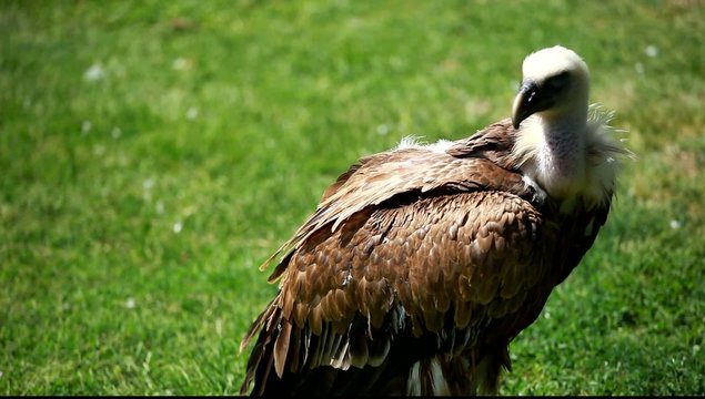 African white-backed vulture on green background