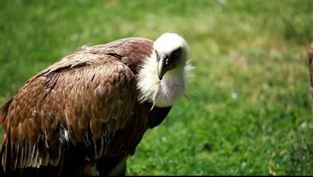 African white-backed vulture on green background