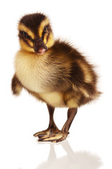 Domestic duckling