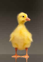 Domestic gosling