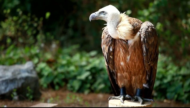 African white-backed vulture on green background
