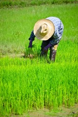 Naklejka na ściany i meble farmer working planting rice in farm of Thailand southeast asia