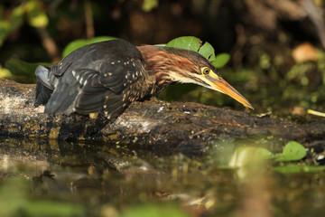 Juvenile Green Heron (Butorides virescens) Perched on a Log at the Edge of a Pond - Grand Bend, Ontario, Canada