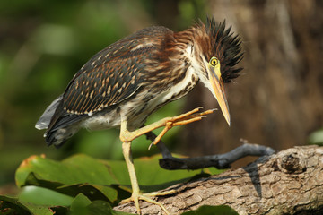 Juvenile Green Heron (Butorides virescens) Using its Large Foot to Scratch its Head at the Edge of a Pond - Grand Bend, Ontario, Canada
