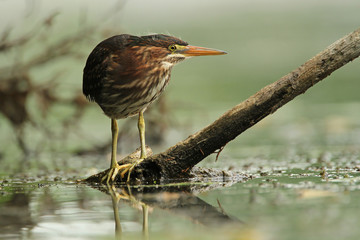 Green Heron  (Butorides virescens) Stalking its Prey