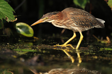 Juvenile Green Heron (Butorides virescens) Stalking its Prey at the Edge of a Pond - Grand Bend, Ontario, Canada