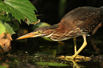 Juvenile Green Heron (Butorides virescens) Stalking its Prey at the Edge of a Pond - Grand Bend, Ontario, Canada