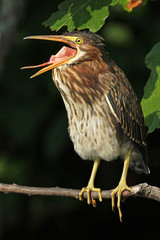 Young Green Heron (Butorides virescens) Yawning