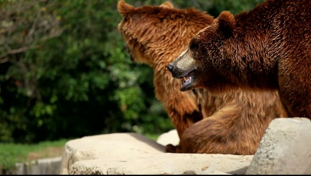 Brown bear looking for food in Madrid Zoo