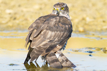 sparrowhawk, female / Accipiter nisus