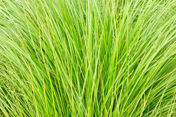 Closeup of fresh thin grass