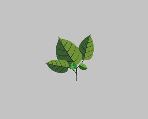 leaf