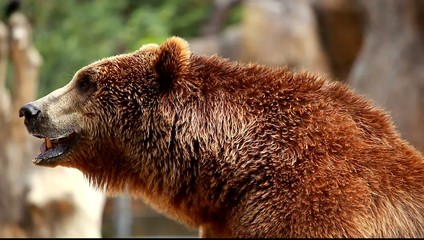 Brown bear looking for food in Madrid Zoo