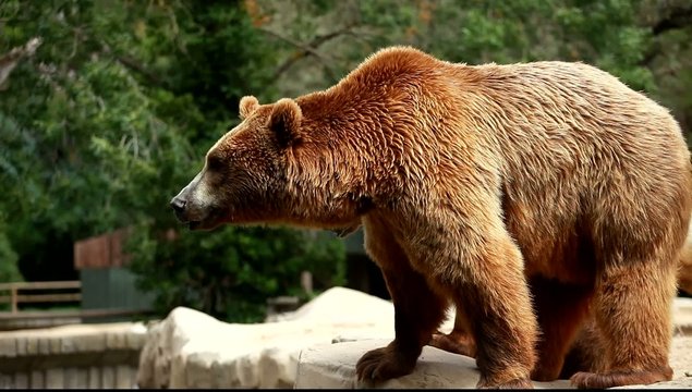 Brown bear looking for food in Madrid Zoo