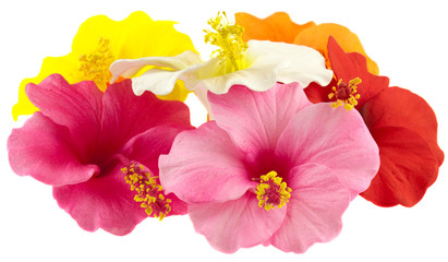 fleurs d'hibiscus