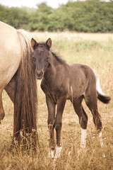 Obraz premium Fohlen mit Muttertier
