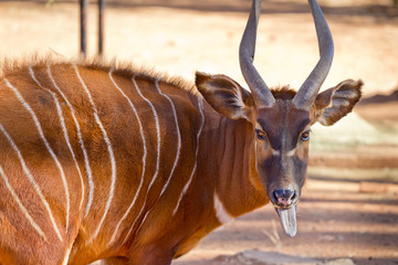 Bongo © derejeb