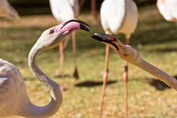 Photo sur Aluminium Flamant Flamingo
