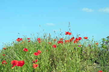 Poppies on North Norfolk coast near Sheringham