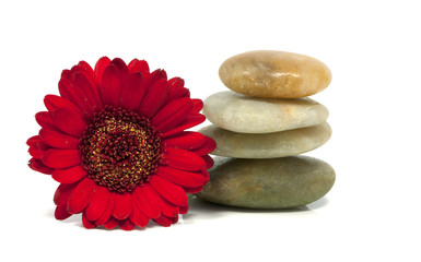 rocks with red flower