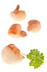 Noix de saint-jacques et persil