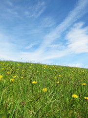 Naklejka premium Löwenzahn Wiese im Sommer mit schönem blauem Himmel mit Wolken 1