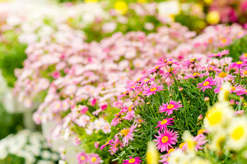 Spring flowers in garden center greenhouse
