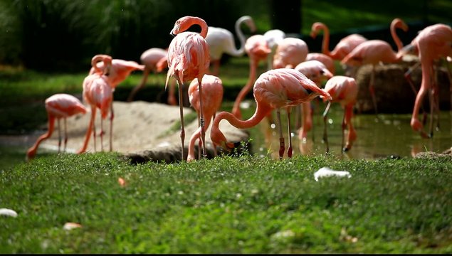 Group of American Flamingo, green nature background.