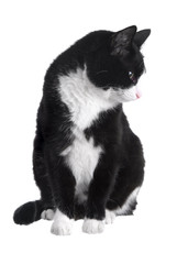 Black and white cat sitting on white background