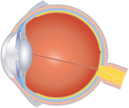 Structures of human eye. Cross section of the sense organ with all important components like lens, pupil, eye chamber, retina, optic nerve and rainbow skin. Illustration on white background. Vector.