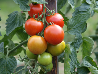 Tomaten