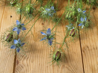 Jungfer im Grünen / Nigella damascena