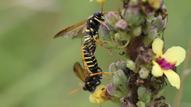 Braunwurzblattwespe - Tenthredo scrophulariae - Paarung