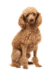 Red Toy Poodle puppy on a white background