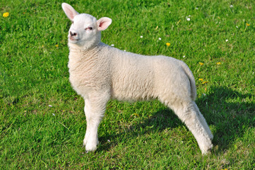 Obraz premium Ostfrieslands next Topmodel