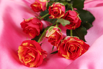 Beautiful red-yellow roses on pink satin close-up