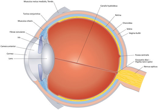 Structures of human eye with latin labeling. Cross section of sense organ with components like lens, pupil, eye chamber, retina, optic nerve and rainbow skin. Illustration on white background. Vector.