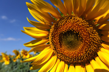 girasol pensando