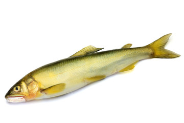 sweetfish