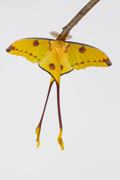 Nachtfalter (Argema mittrei)