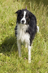 border collie