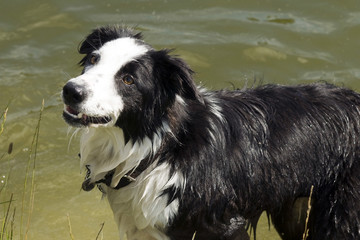 border collie